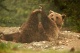 Паркът за танцуващи мечки край Белица официално отвори врати днес сн: cache1.24chasa.bg