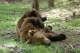 Танцуващите мечки в Белица започнаха да се събуждат сн: dariknews.bg