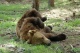 Изследват обитателите на парка за танциващи мечки сн: dariknews.bg